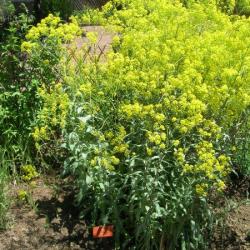 Woad plant
