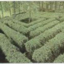 Maze